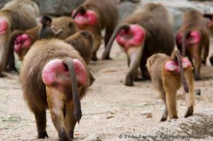 https://monkeybuiznezz.wordpress.com/2012/09/27/on-butts-and-baboons/